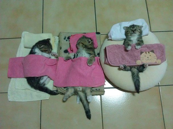 50 очаровательных спящих котят