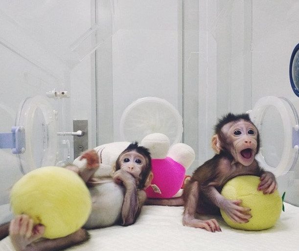 Учёные из Китая впервые клонировали обезьян