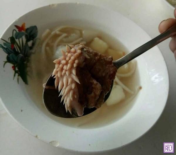 Курганских школьников накормили супом из загадочного существа