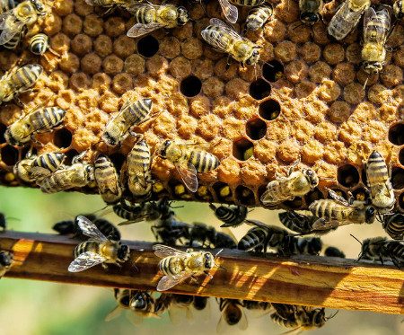 Причиной массовой гибели пчел в 25 регионах России назвали китайские химикаты