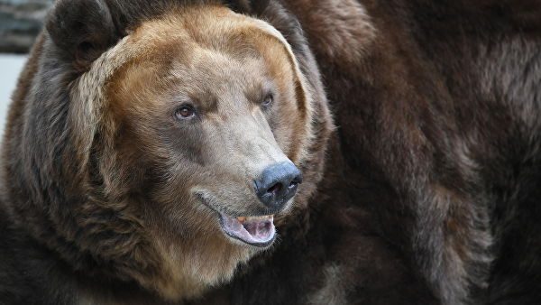Хабаровская пенсионерка сутки отпугивала медведя рычанием