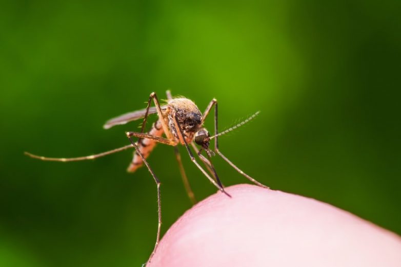 Эпидемиологи заявили об угрозе смертельных лихорадок из-за комаров