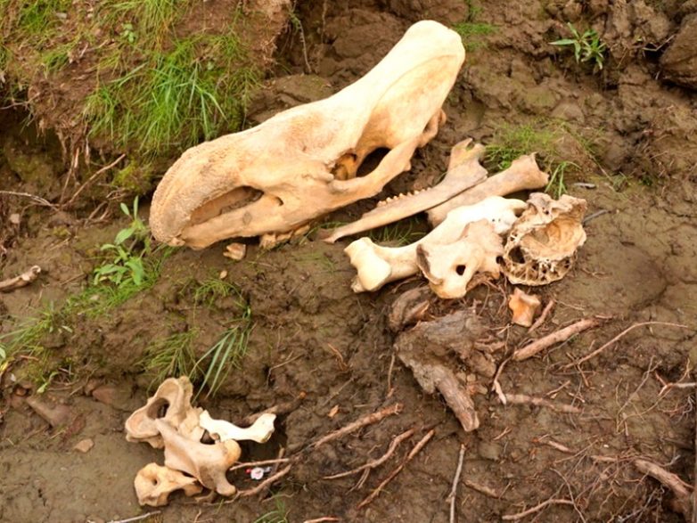 Бизнес на костях: Россия ежегодно экспортирует более 120 тонн бивней мамонта на фоне мировых запретов на торговлю слоновой костью
