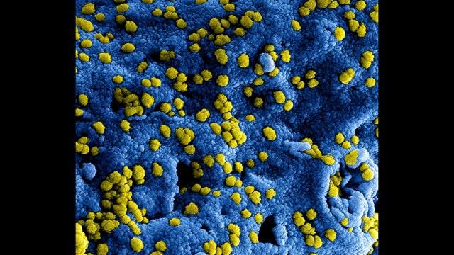 Китай заподозрили в нежелании передавать штамм коронавируса