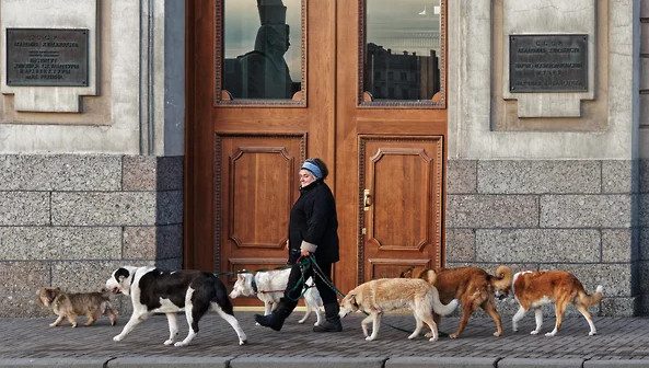 Депутаты Татарстана предложили регистрировать всех кошек и собак