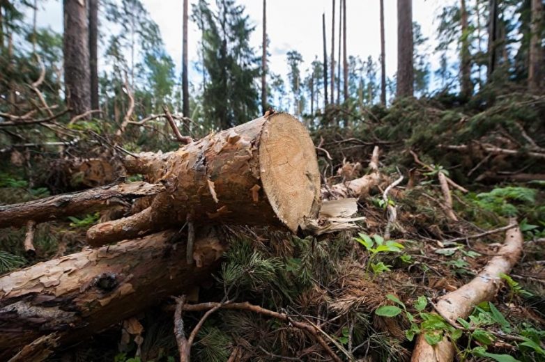 Почему лес в России уничтожают не китайцы, а российские чиновники?