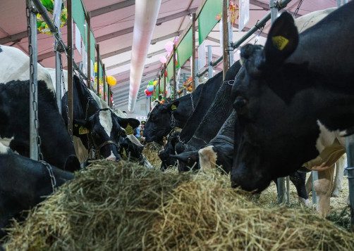 Российские фермеры отказываются сдавать скот на убой из-за падения цен
