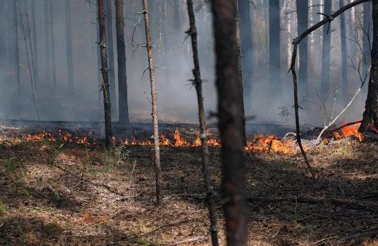 Глава МЧС заявил о диверсионных поджогах лесов в Рязанской области