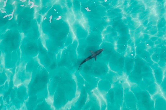 Стали известны шокирующие подробности нападения акулы на российского туриста в Хургаде
