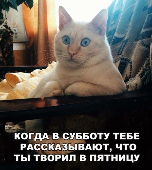 Свежие прикольные фотомемы