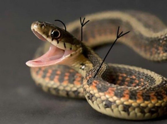 Смешные змеи с руками