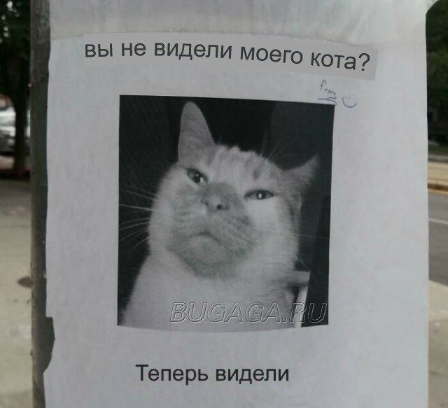 Забавные КОТОприколы