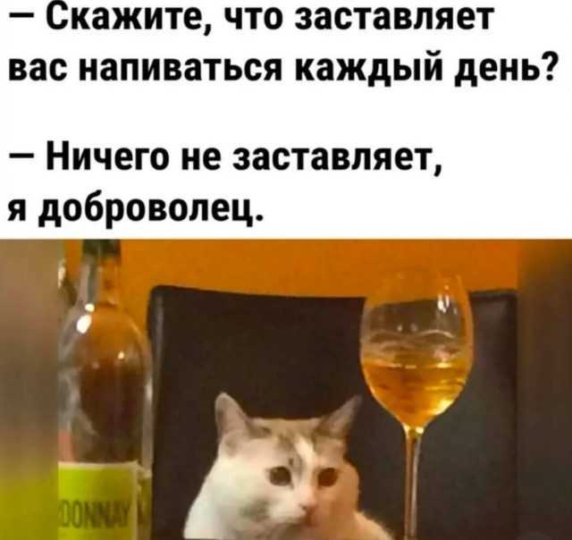 КотоМЕМЫ. Смешные и забавные