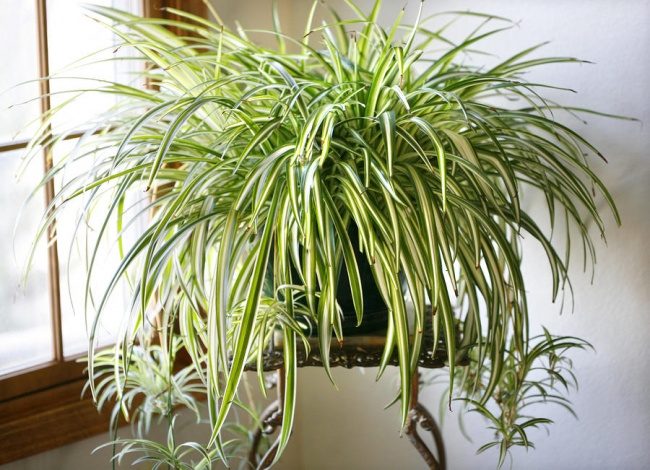 Растения, которые отлично чистят воздух