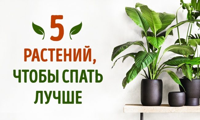 5 растений, которые помогут лучше спать