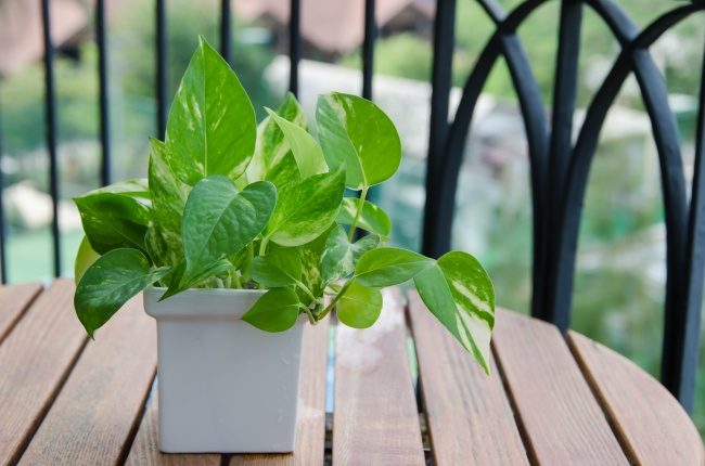 Самые лучшие растения для очистки воздуха
