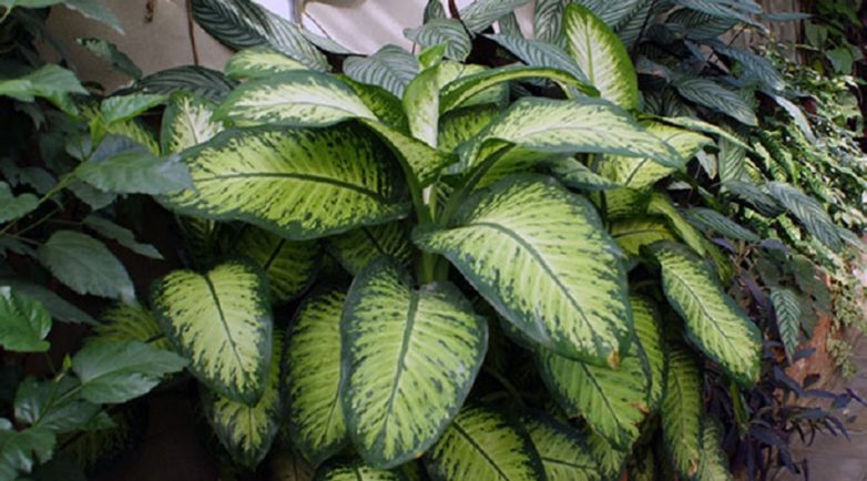 Комнатные растения опасные для здоровья