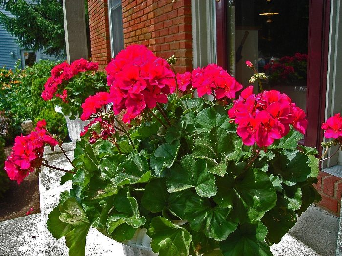 Комнатные растения для тех, кто часто ездит в командировки или просто забывает поливать цветы