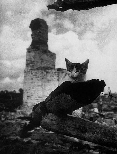 Коты блокадного Ленинграда