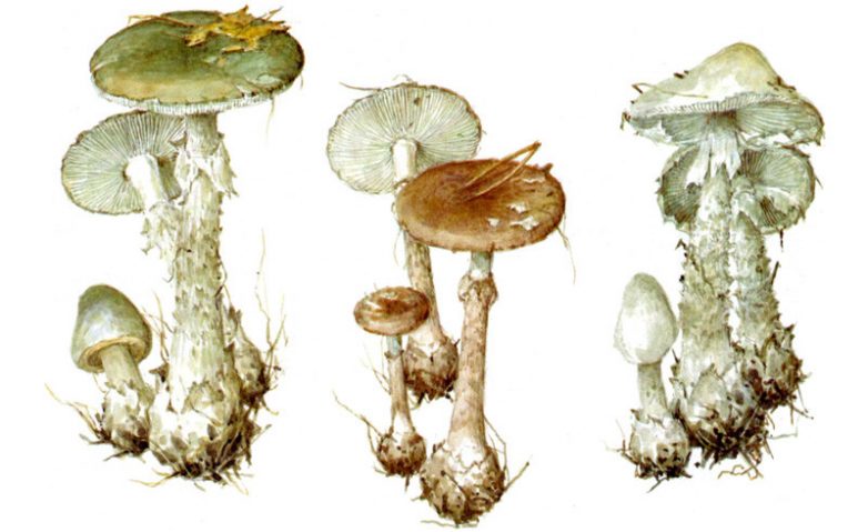 Советские открытки про грибы
