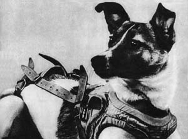 Неизвестная история первой собаки-космонавта