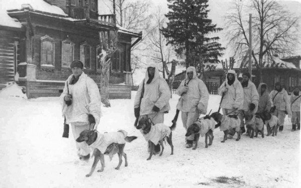 Собаки — участники Великой Отечественной