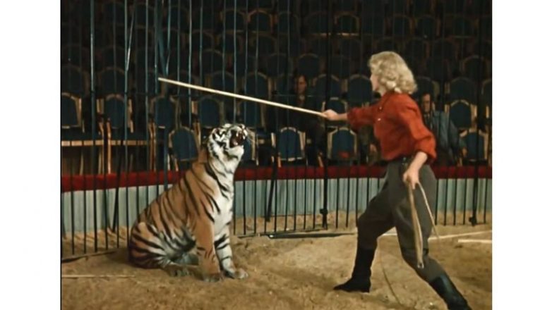 Как полосатых хищников готовили к съемкам в фильме «Укротительница тигров»