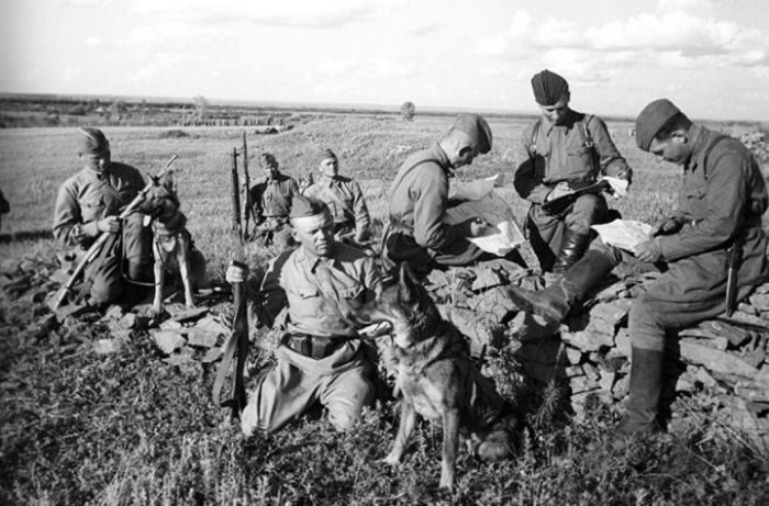 Как собаки помогали солдатам во время ВОВ