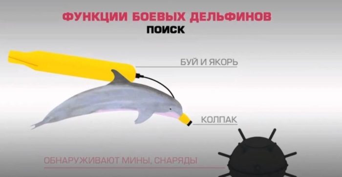 Чем занимались советские боевые дельфины?