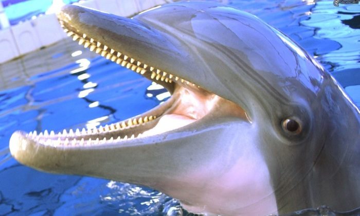 Чем занимались советские боевые дельфины?