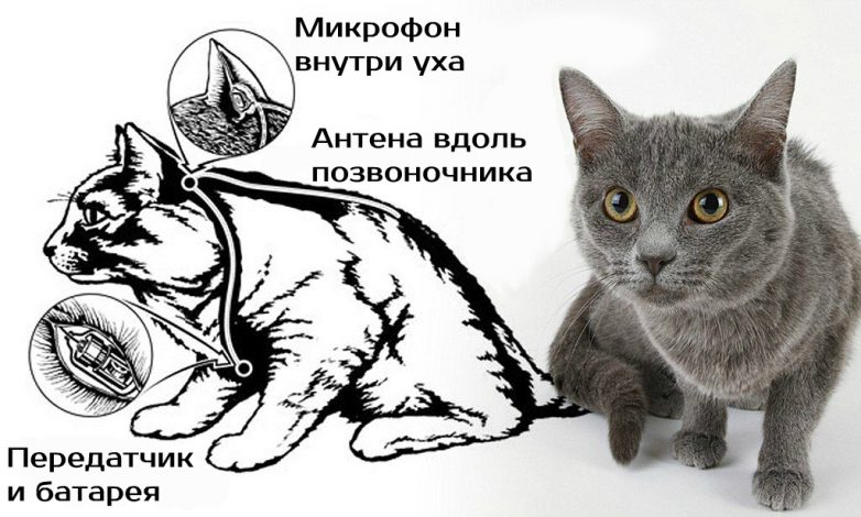 Проект «Acoustic Kitty», или коты-шпионы на службе ЦРУ