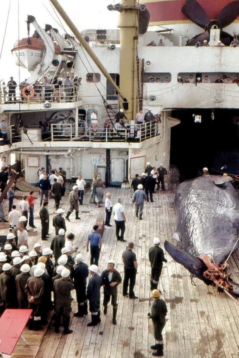 Как жили советские китобои