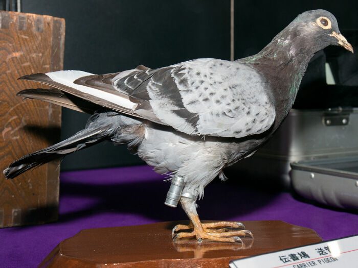 Как в СССР разводили голубей