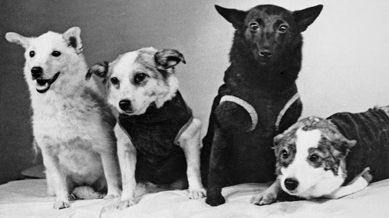 Как собаки стали героями Советского Союза