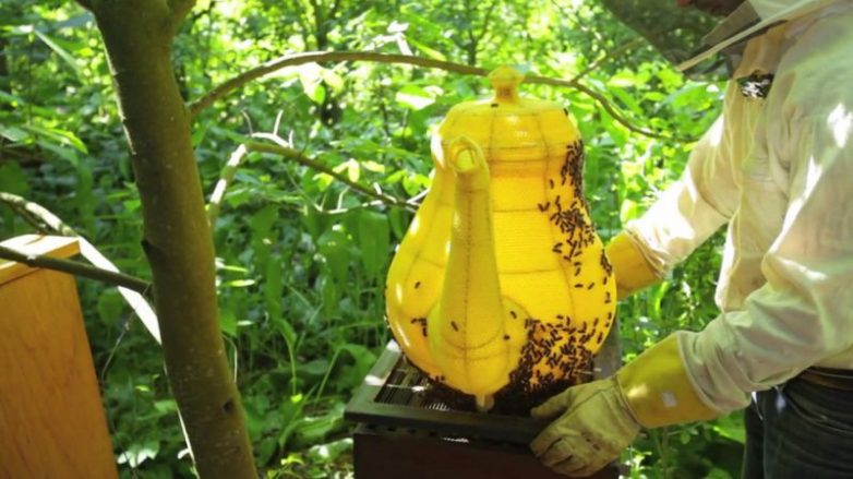 60 000 пчел вылепили миленький чайник