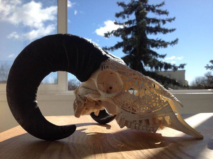 Белорусский мастер превращает черепа животных в произведения искусства