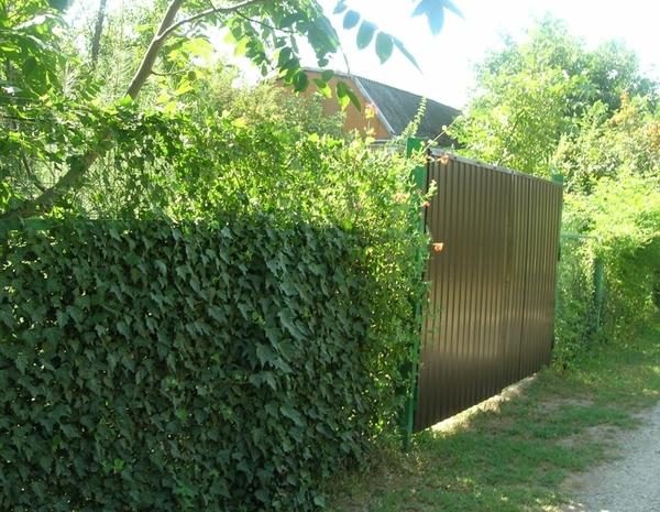 Как украсить забор на даче