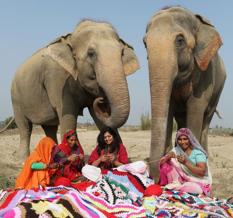 Волонтёры вяжут свитера, чтобы согреть слонов