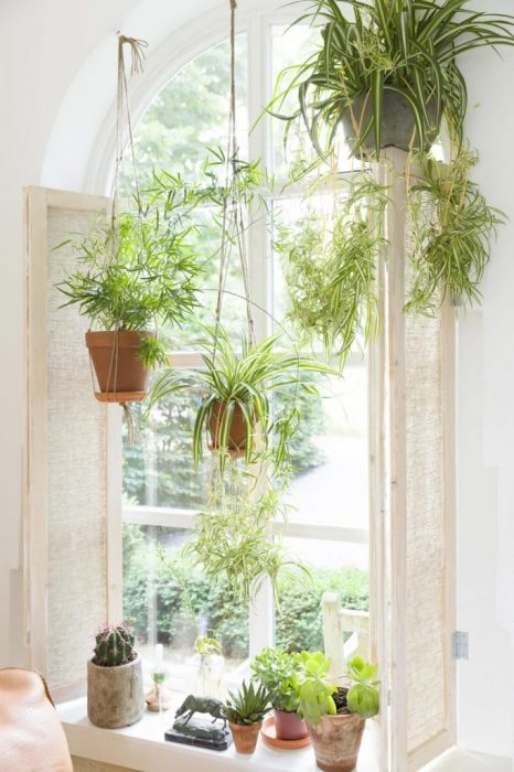 Как с помощью комнатных растений украсить дом