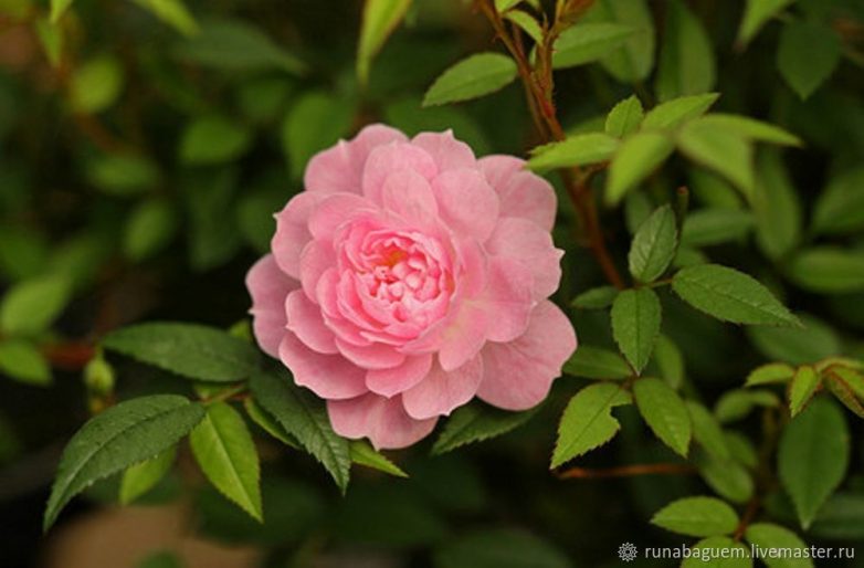 Декоративная роза из пайеток