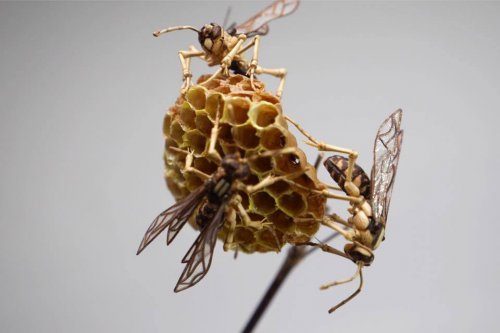 Удивительные скульптуры насекомых из бамбука от Нориюки Саито