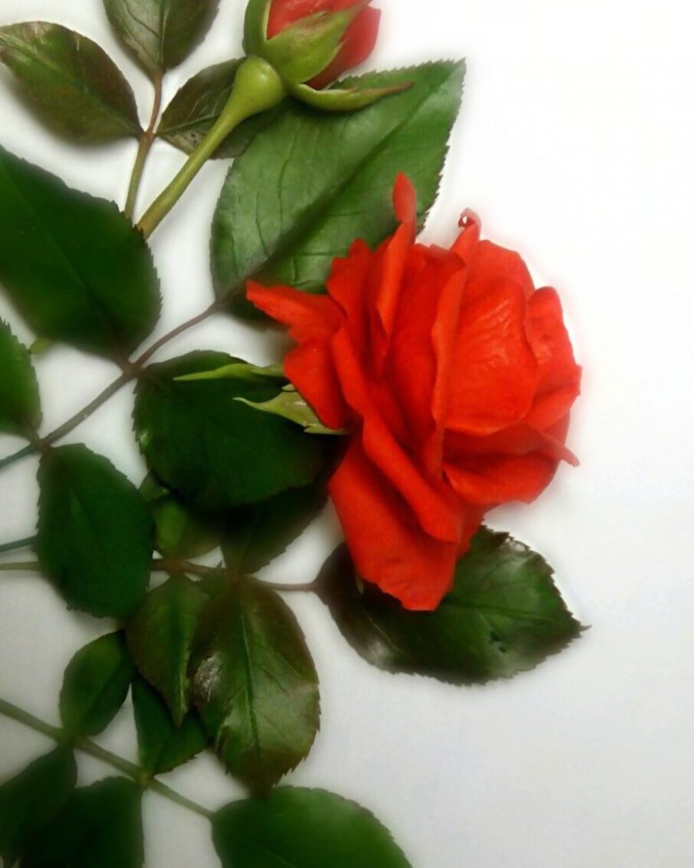 Роза из холодного фарфора своими руками