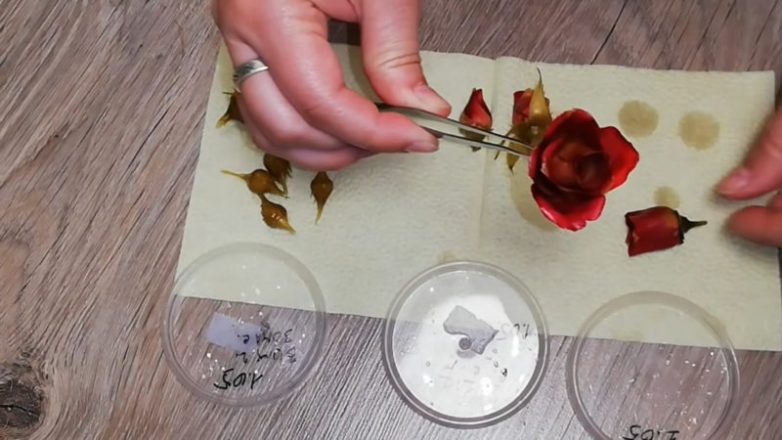 Как сделать вечную розу