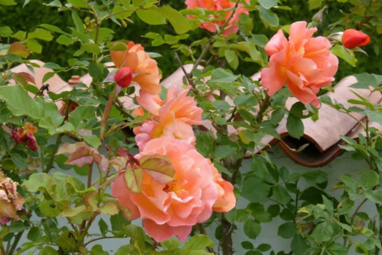 Розы — лучшее украшение ландшафтного дизайна