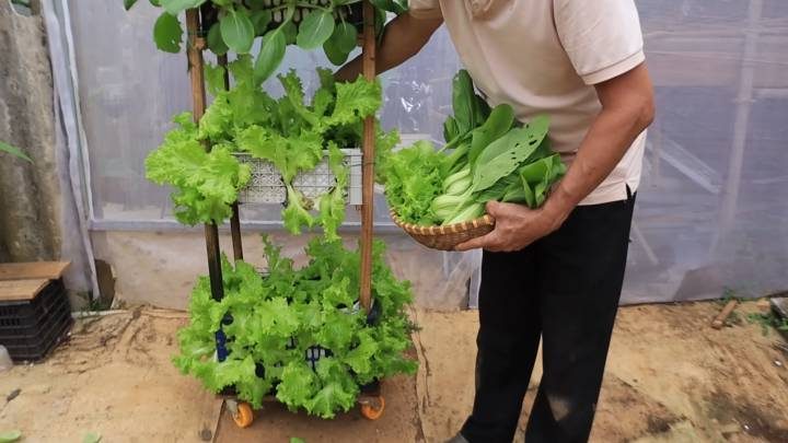 Практичная вещь для выращивания овощей и зелени из ящиков и досок