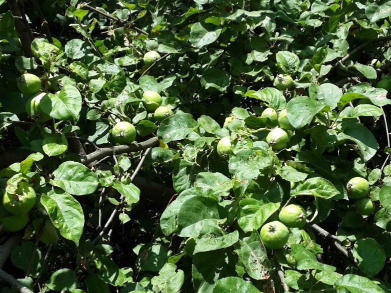 Огурцы маринованные с листьями яблони