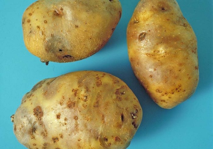 7 советов как правильно выбрать вкусный молодой картофель