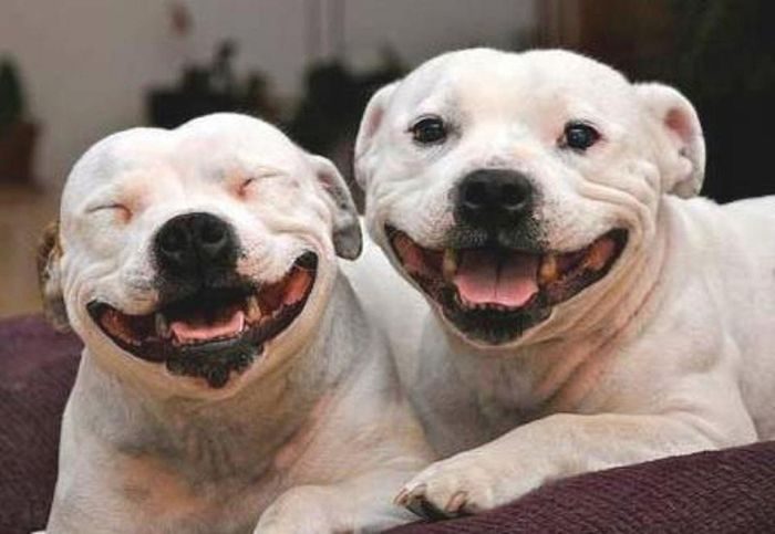 Собаки-улыбаки