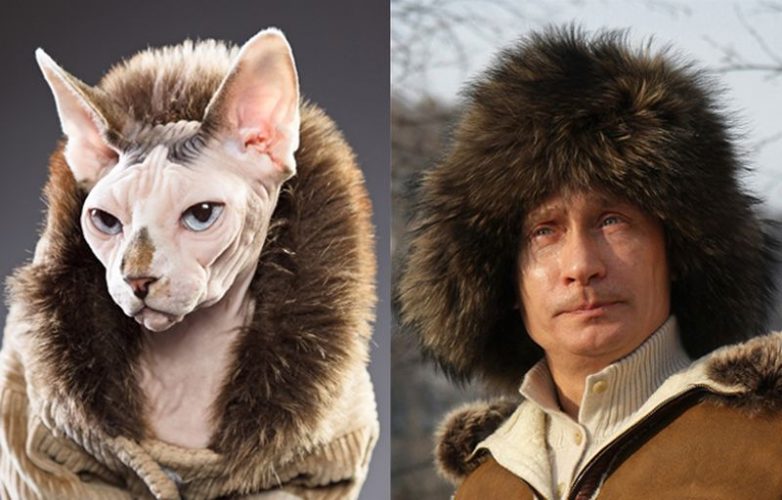 Кошки и Путин