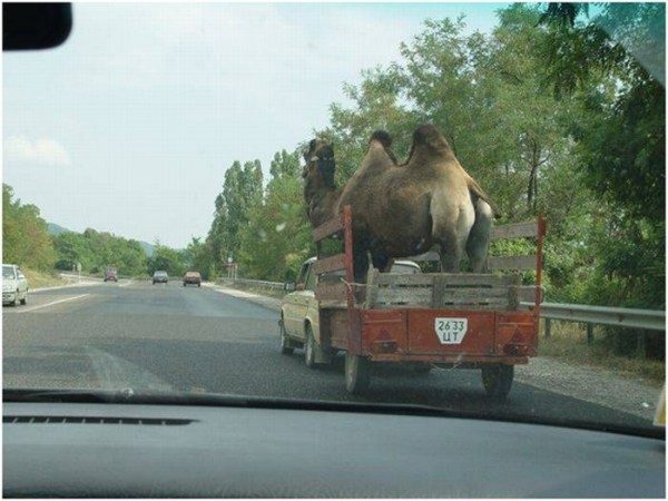 Своя ноша не тянет